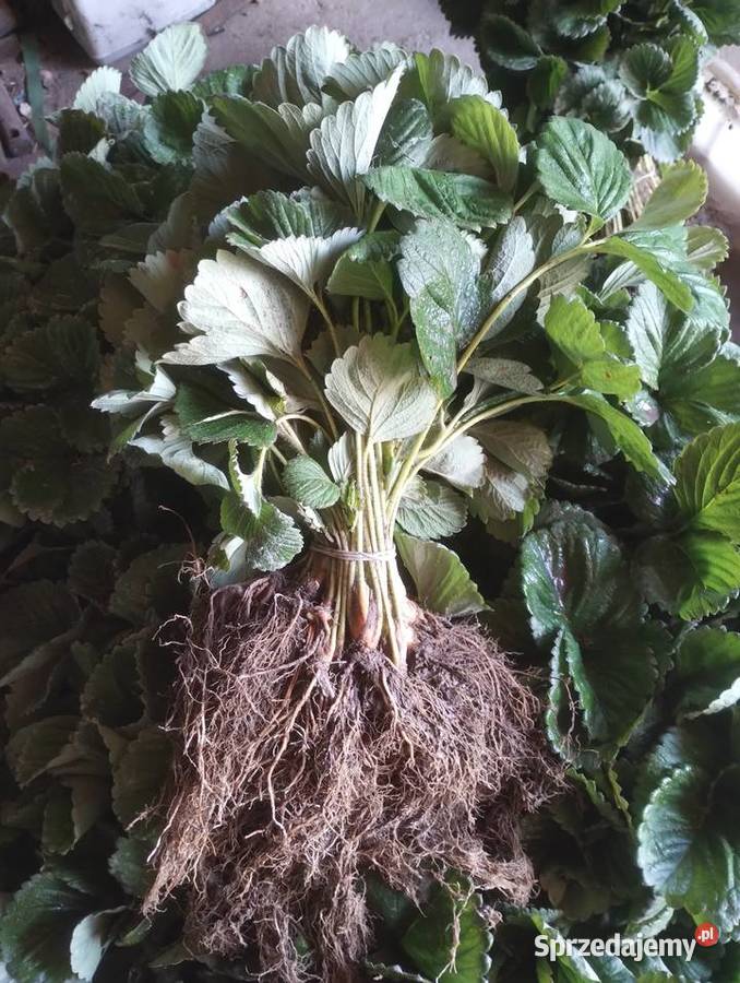 Sprzedam sadzonki truskawki Kraśnik sprzedam