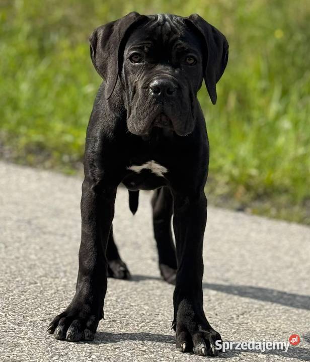 Czarna smoła suczka Cane Corso z domowej hodowli Warszawa sprzedam