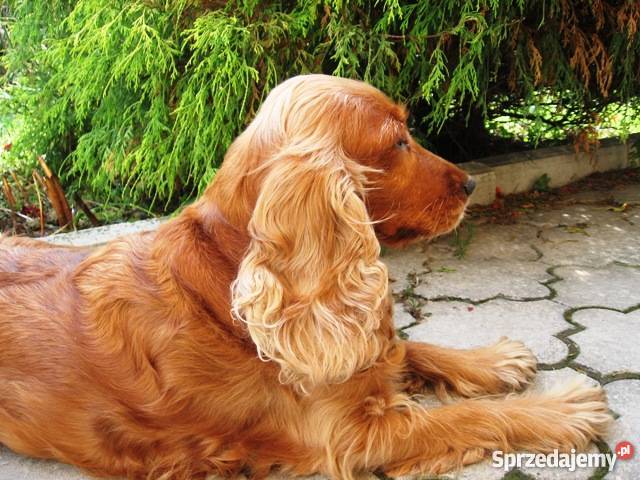złote szczeniaki suczka COCKER SPANIEL