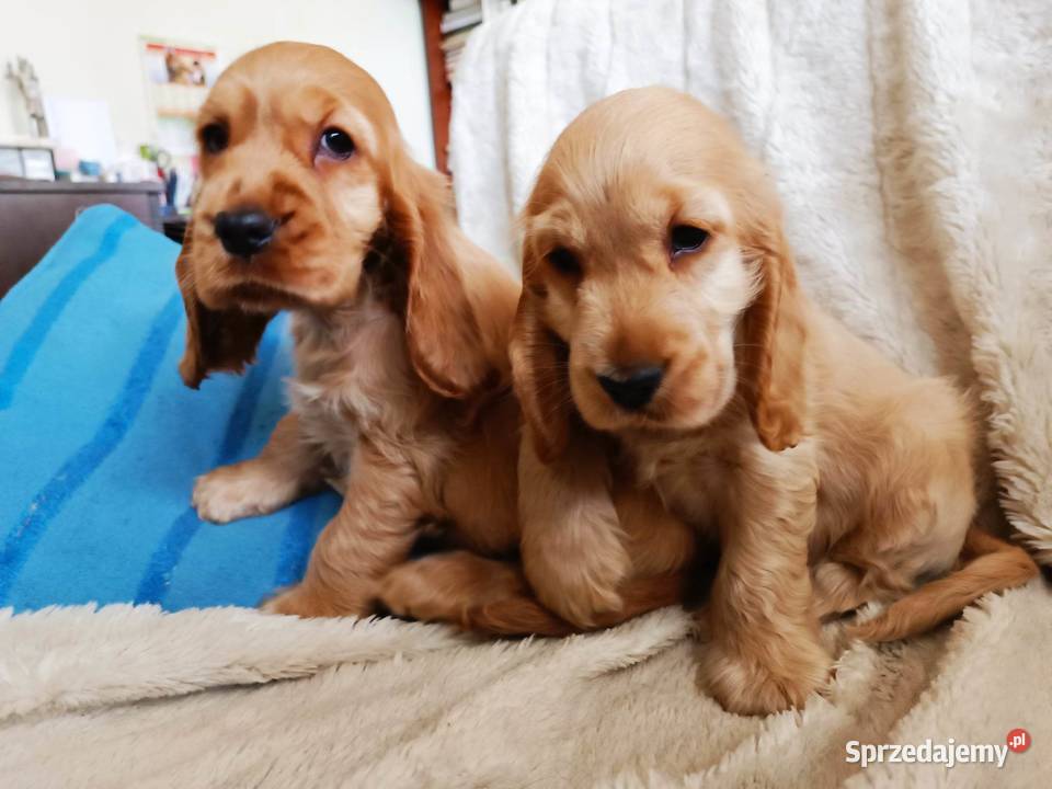 Złote pieski ZKWP Lubin