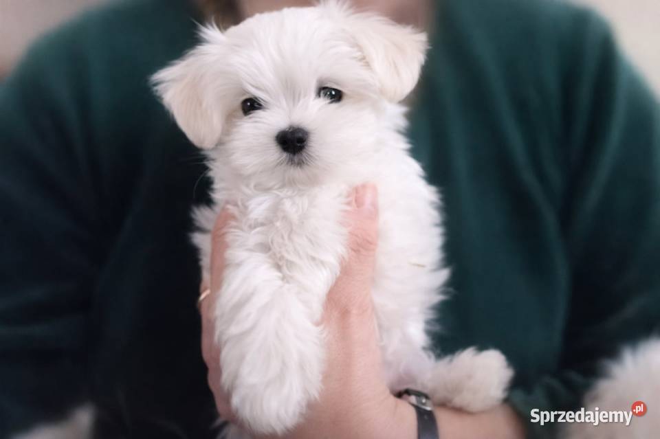 Maltańczyk szczenię boy Rudy