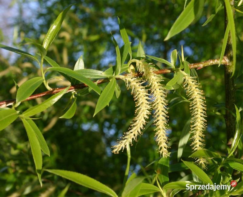 P11 WIERZBA KRUCHA SALIX FRAGILLIS MIODODAJNA Miedźna sprzedam