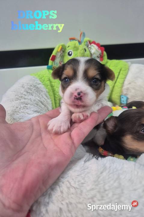 Piesek yorkshire terrier blueberry łódzkie sprzedam