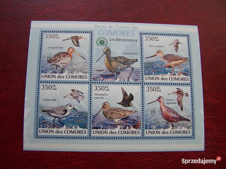 Komory 2009 MNH Fauna Ptaki Bekasy Filatelistyka Tychy