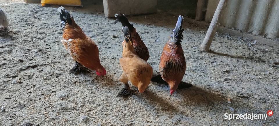 Sprzedam kury liliputy lubelskie