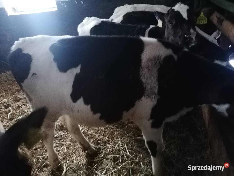 Cieleta jalowki 5 sztuk kujawsko-pomorskie