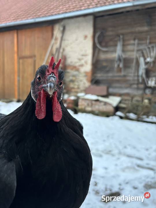 Oferuję jajka wylęgowe kur rasy La Flche Zwierzęta