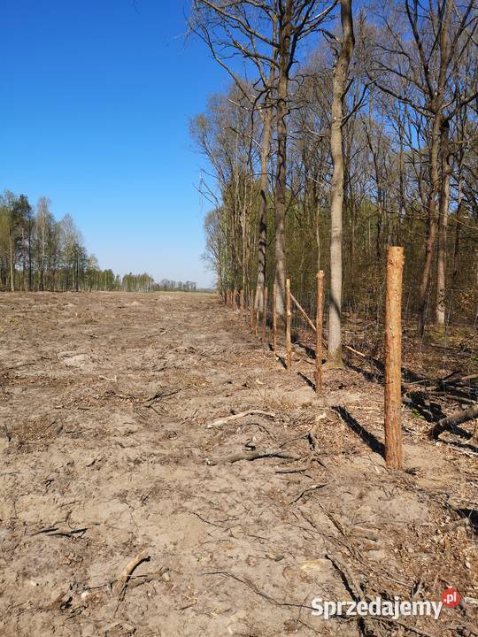 Siatka leśna Ogrodzenie tymczasowe Ogrodzenie Zielona Góra