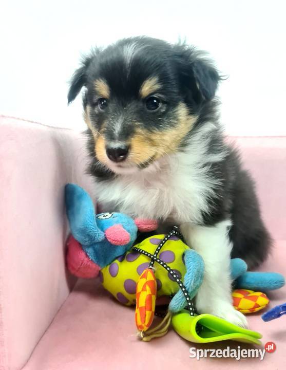 Owczarek szetlandzki Wiązowna sprzedam