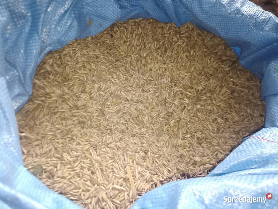 Owies zbiór 2025 małopolskie Włosienica