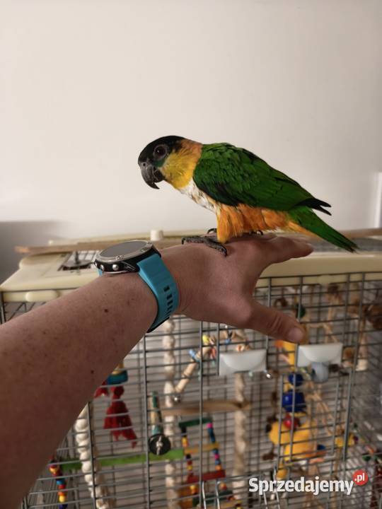 Barwinki czarnogłowe ręcznie karmione Mikołów