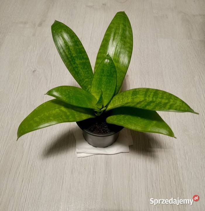 Sansewiera Hahnii kwiat doniczkowy Bochnia