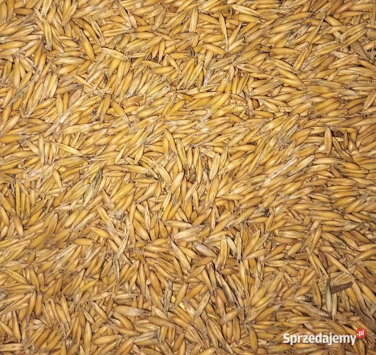 Owies Siewny paszowy Zboża Hornowo