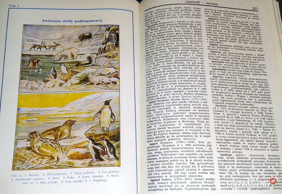 Encyklopedia Powszechna Gutenberga Tom 1 Chełm sprzedam