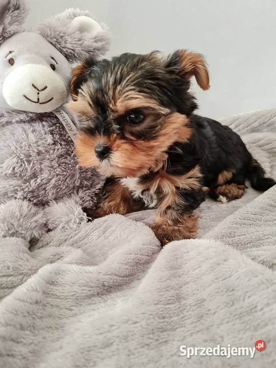 Mini Dziewczyna Yorkshire Terrier z Chipem Częstochowa