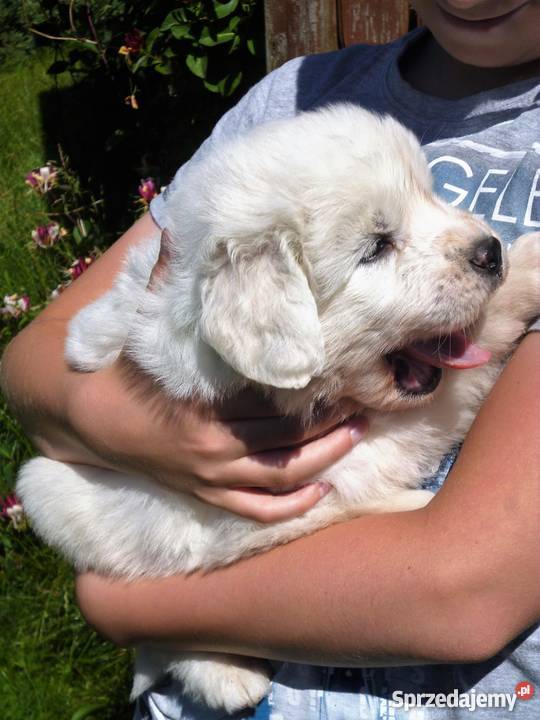 Owczarek podhalański z rodowodem championie Lublin