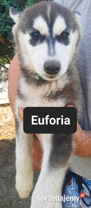 Dostępne szczeniaki rasy Syberian husky pomorskie Reda