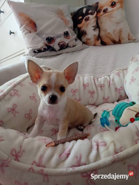 Mini piesek chihuahua Konin