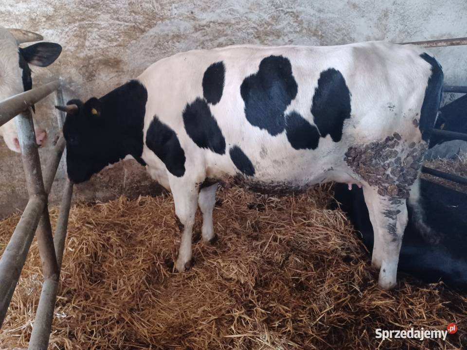 Jałówki cielne na wycieleniu Ostrów Wielkopolski