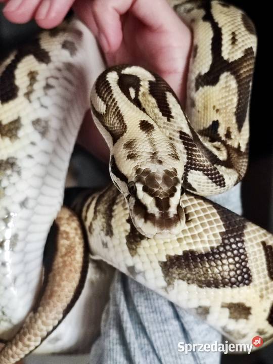 Wąż Pyton królewski Leopard Vanilla Python Warszawa