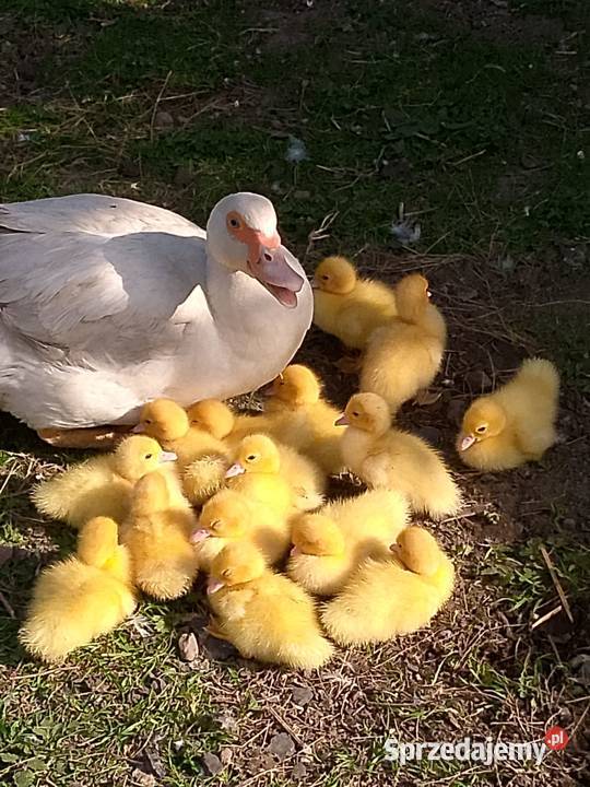 Młode Kaczątka Gostynin