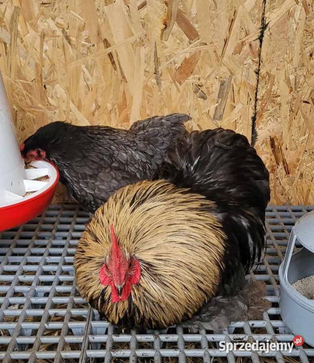 Sprzedam kochinu miniaturowe i koguta silki łódzkie