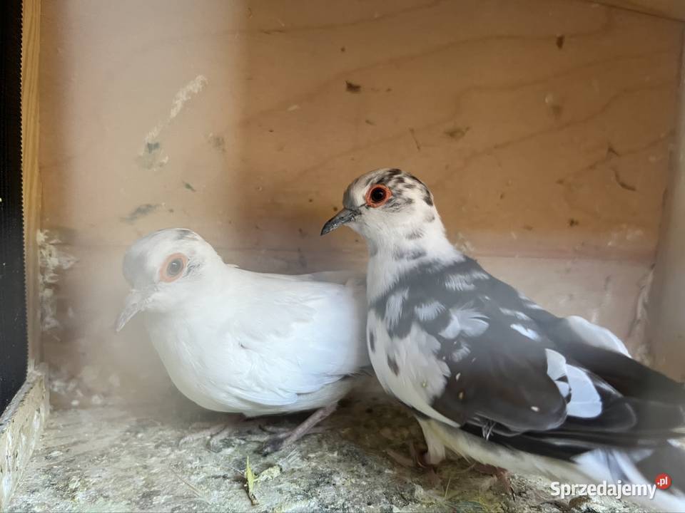 Gołąbki diamentowe dolnośląskie Zachowice sprzedam
