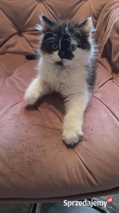 Maine coon chłopak Polesie Mikułowskie sprzedam