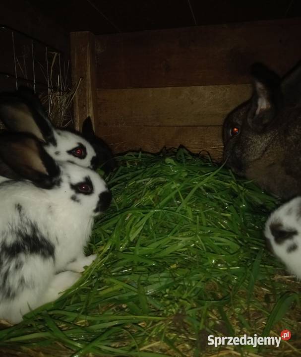 Króliki króliki Kościan