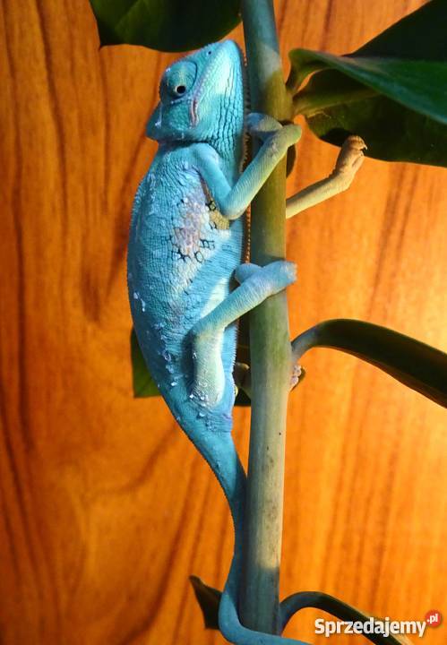 Młode Kameleony jemeńskie Łódź sprzedam