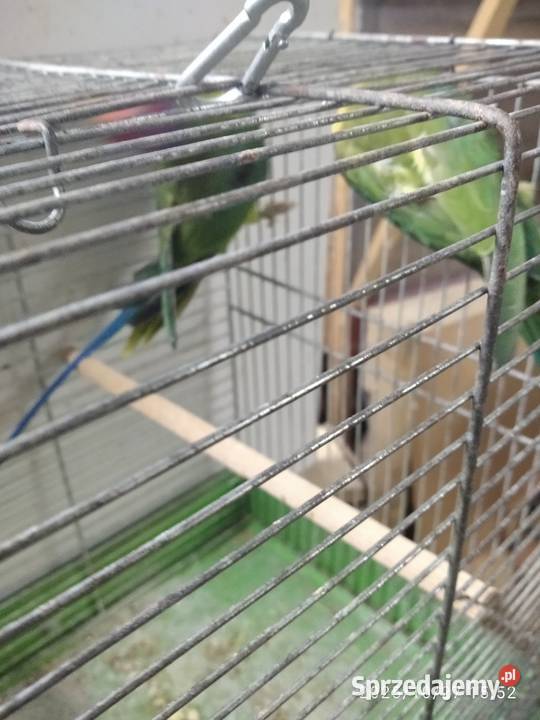 Aleksandertta sliwo glowa Rybnik