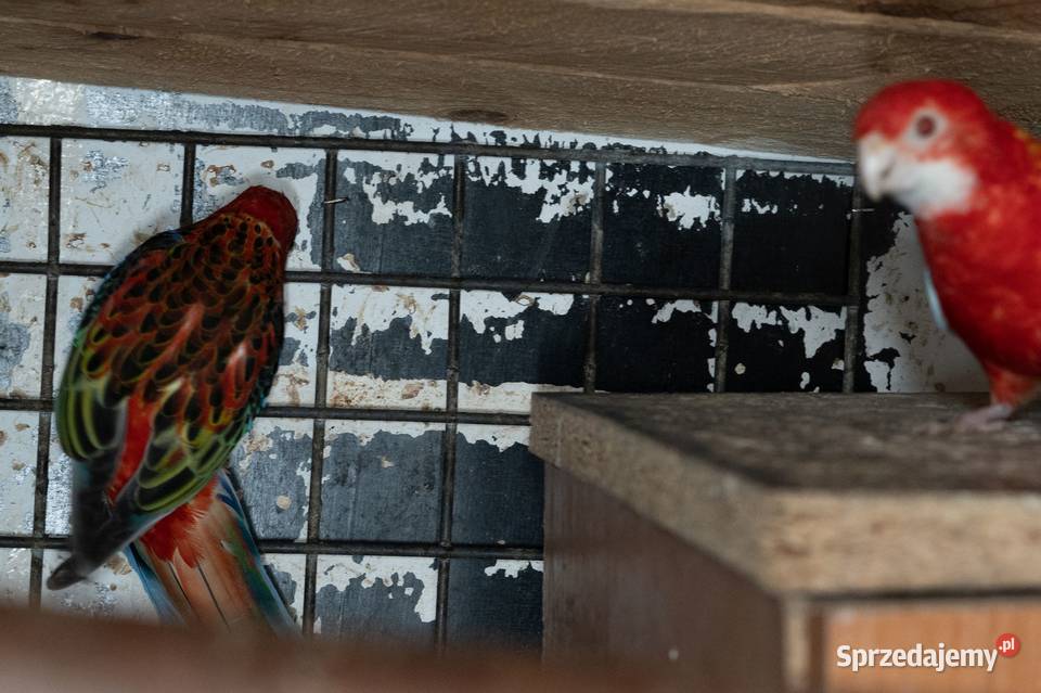 Sprzedam Rozelle Białolica para Chmielnik