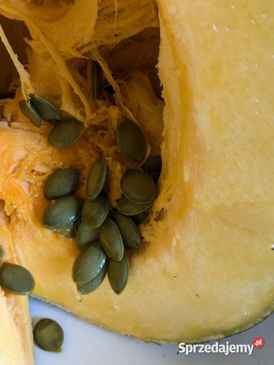 Patison Mini Rosja Dynia bezłupinowa nasiona Kraków