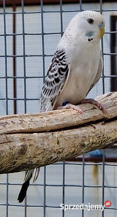 papużka falista blackface łatwo się oswaja może Opole sprzedam