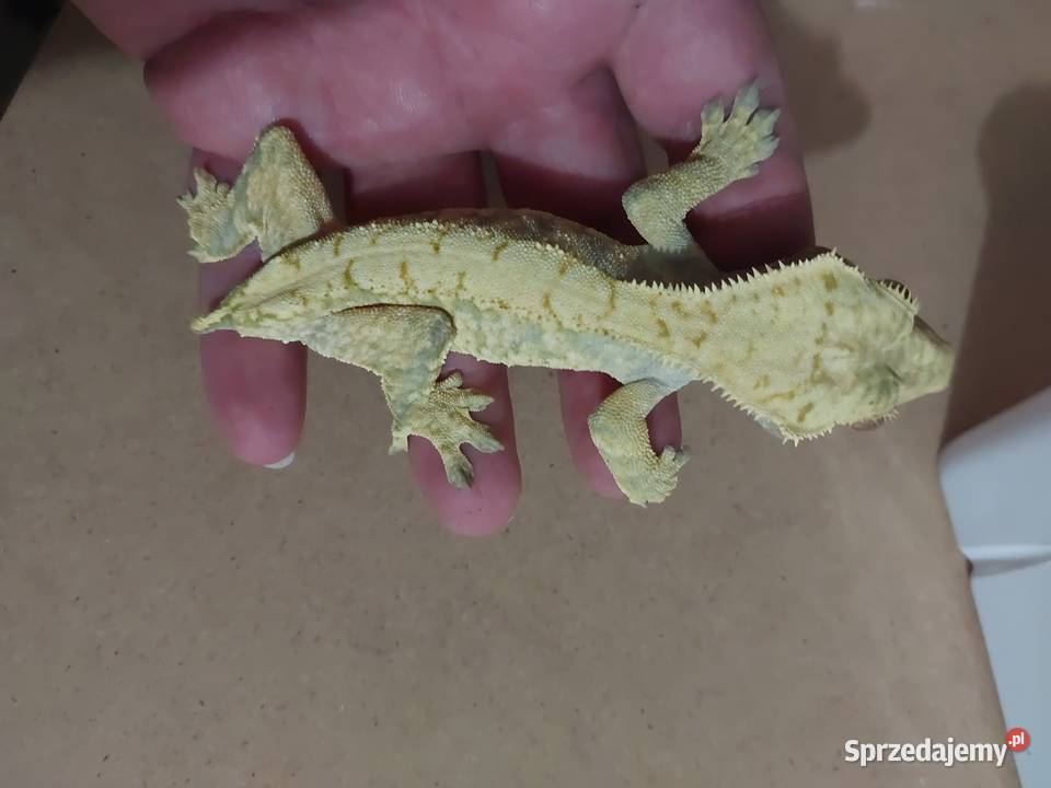 Gekony orzesione gekon Reda