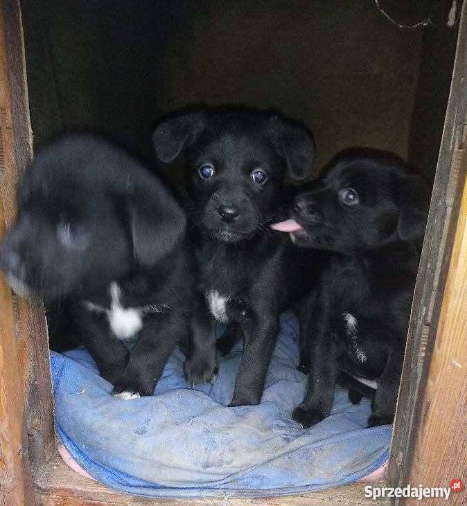 Kundelki małopolskie Bęczyn sprzedam