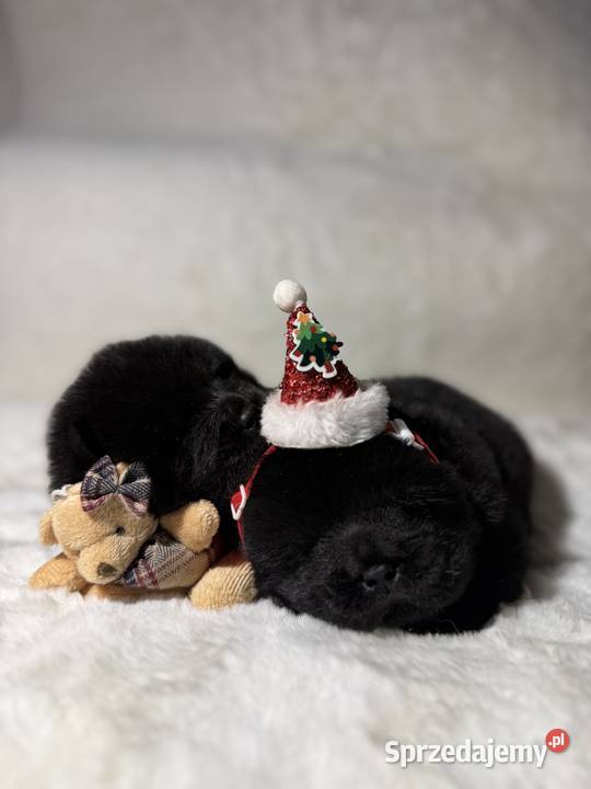 Chow Chow Czarne Szczeniaki świętokrzyskie Kielce