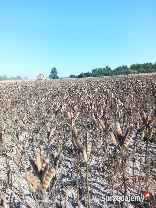 Łubin gorzki KARO poplon sprzedam