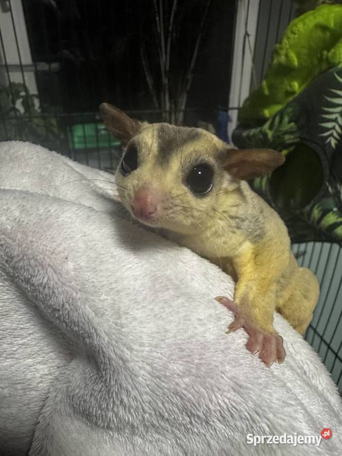 Lotopałanka karłowata para Kraków