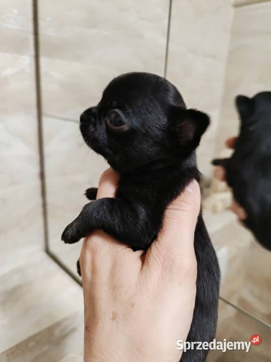 Chihuahua czarny mazowieckie