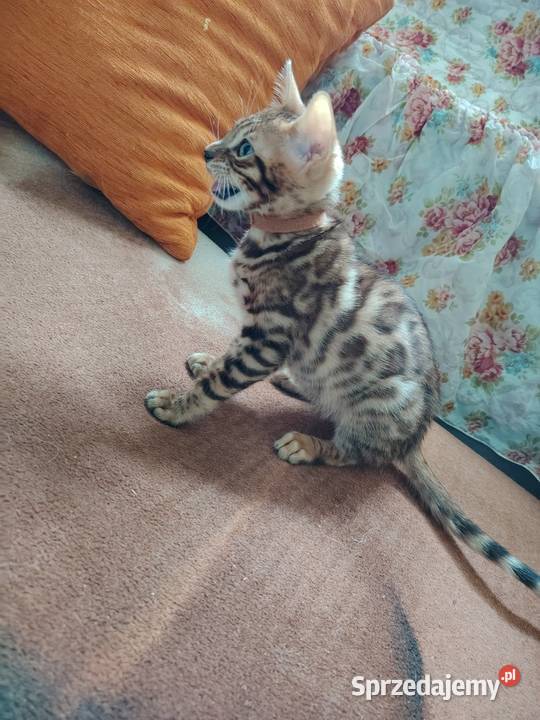 sprzedam koty Bengalskie Bengalski mazowieckie Warszawa
