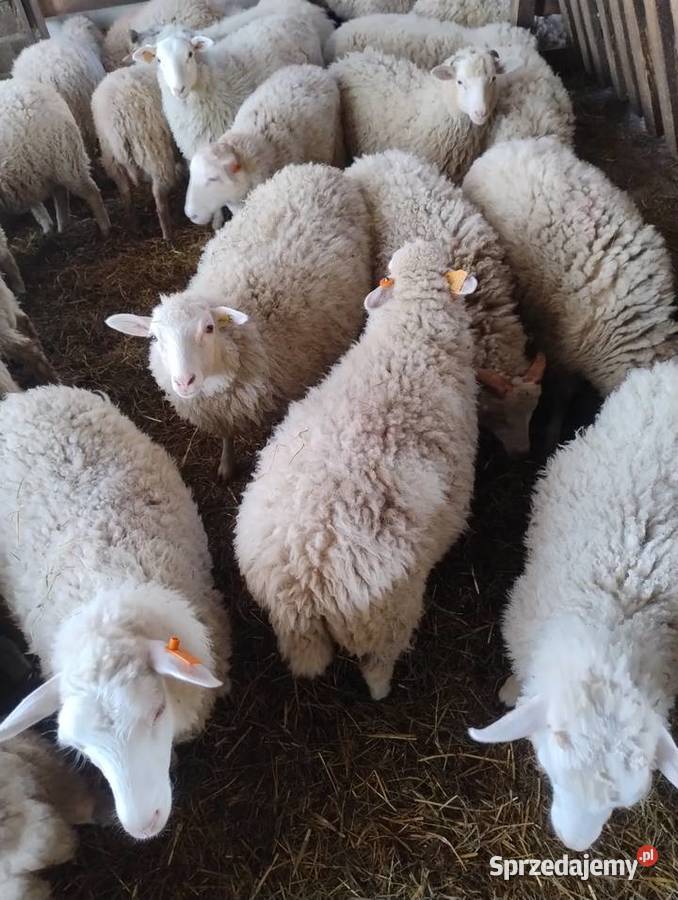 Jagnięta baranki owieczki Owce Żarnów