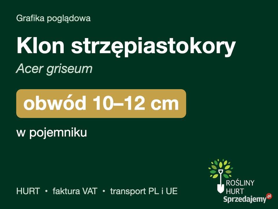 Klon strzępiastokory Acer griseum obwód 1012 w sprzedam