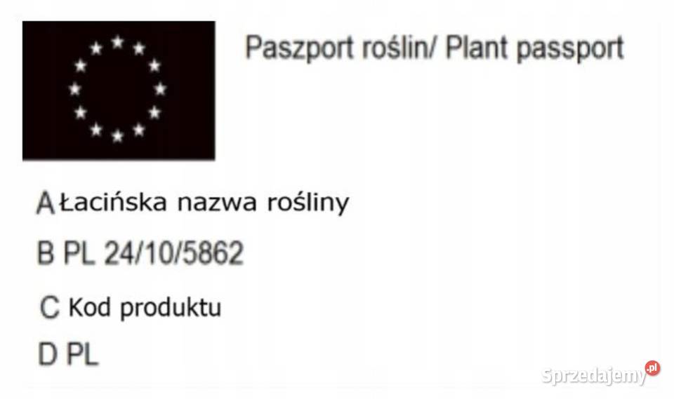P11 BUK POSPOLITY FAGUS SYLVATICA ATROPUNICEA NA Miedźna