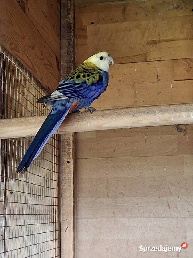 Papużka zmieni dom śląskie Rybnik