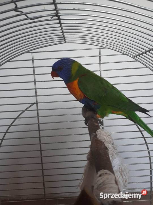 Lorysy tęczowe pary dorosłe i młode Skała