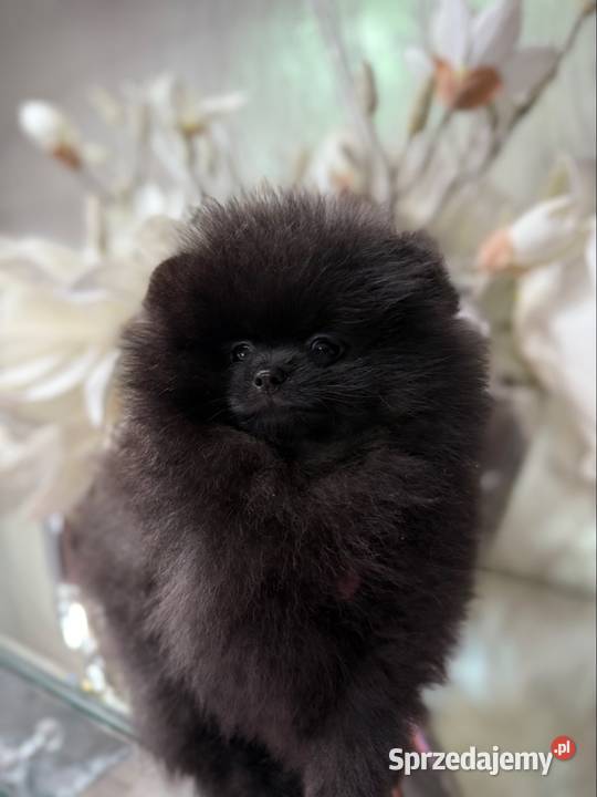 Szpic miniaturowy Pomeranian suczka Gorzów Wielkopolski
