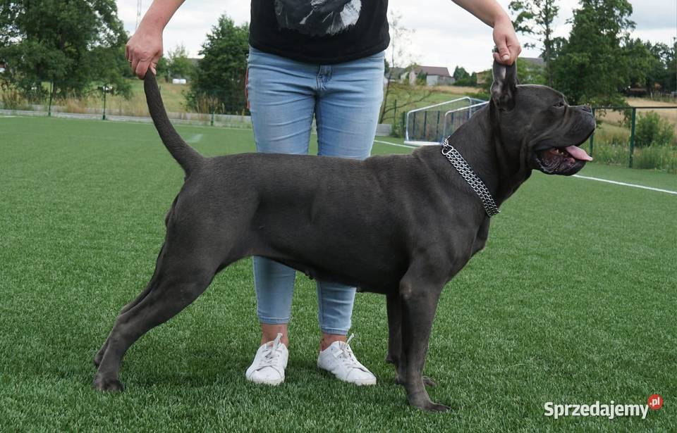 Szczeniaki Cane Corso ZKwP FCI Rezerwacja Gończyce sprzedam