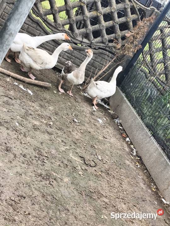 Sprzedam gęsi Ptaki Andrzejów sprzedam
