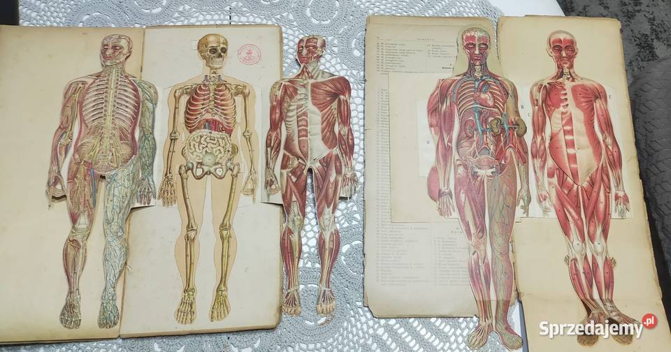 Budowa ciała ludzkiego 1901r budowa ciała Książki naukowe i popularnonaukowe Orzesze sprzedam